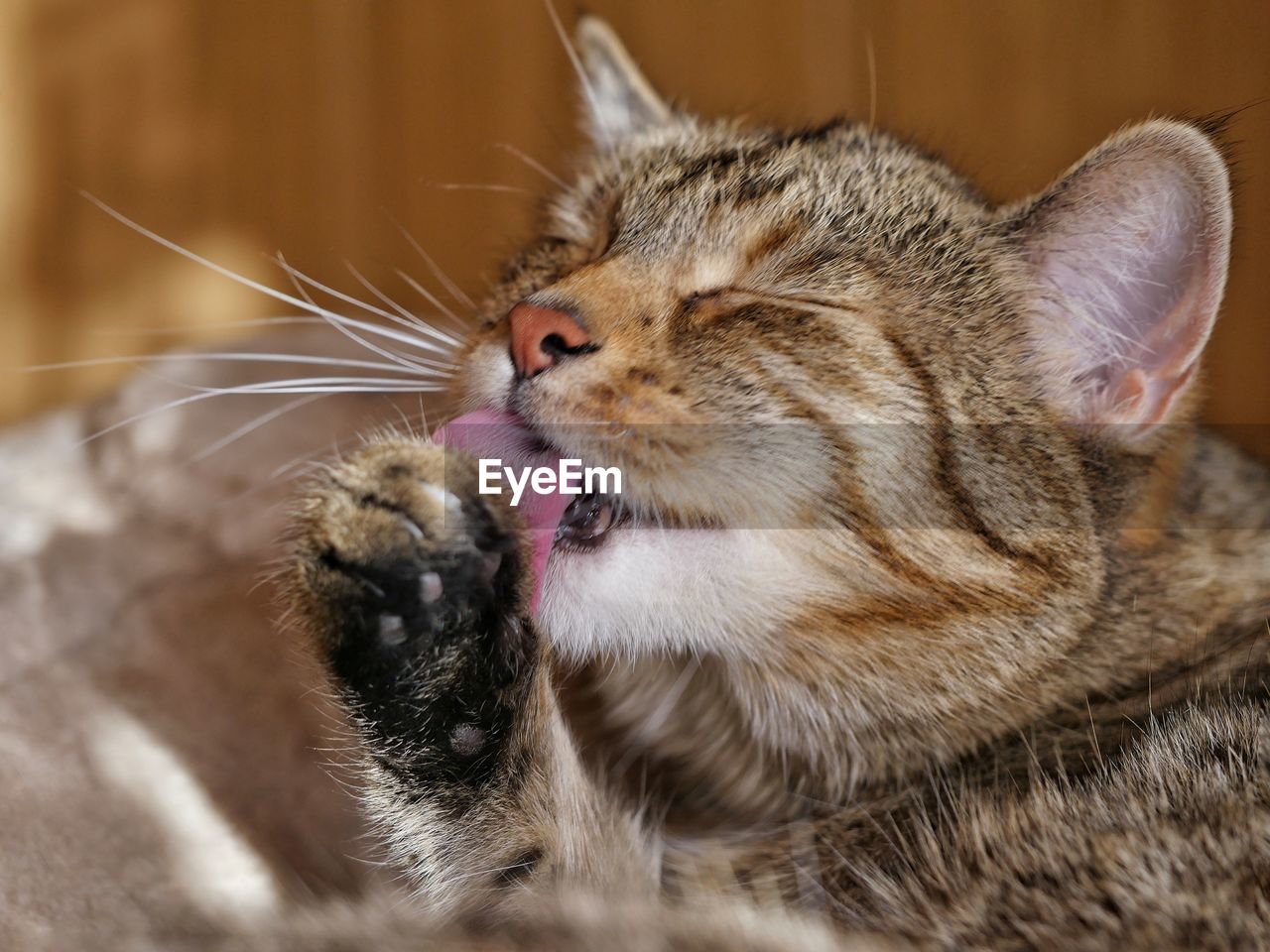 Close-up of cat licking leg