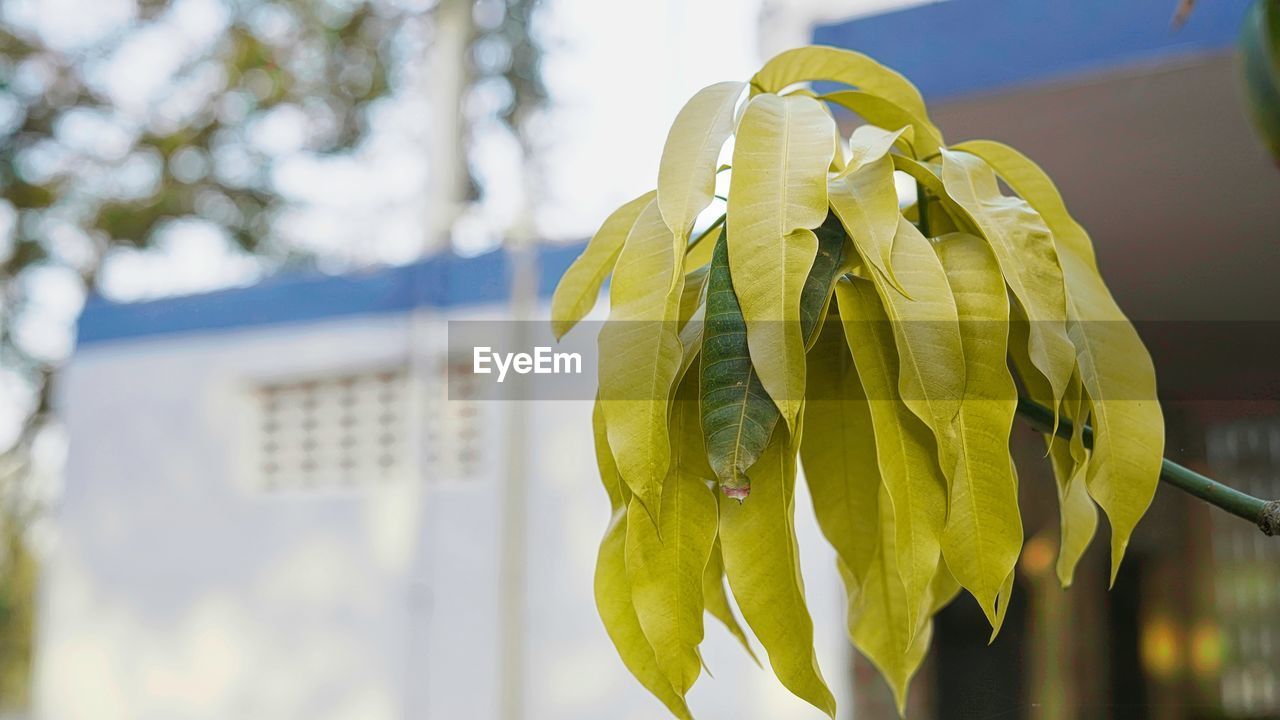 yellow, green, flower, plant, spring, nature, focus on foreground, tree, sunlight, leaf, day, close-up, no people, outdoors, plant part, sky, growth, freshness, beauty in nature, food and drink, branch, hanging, architecture