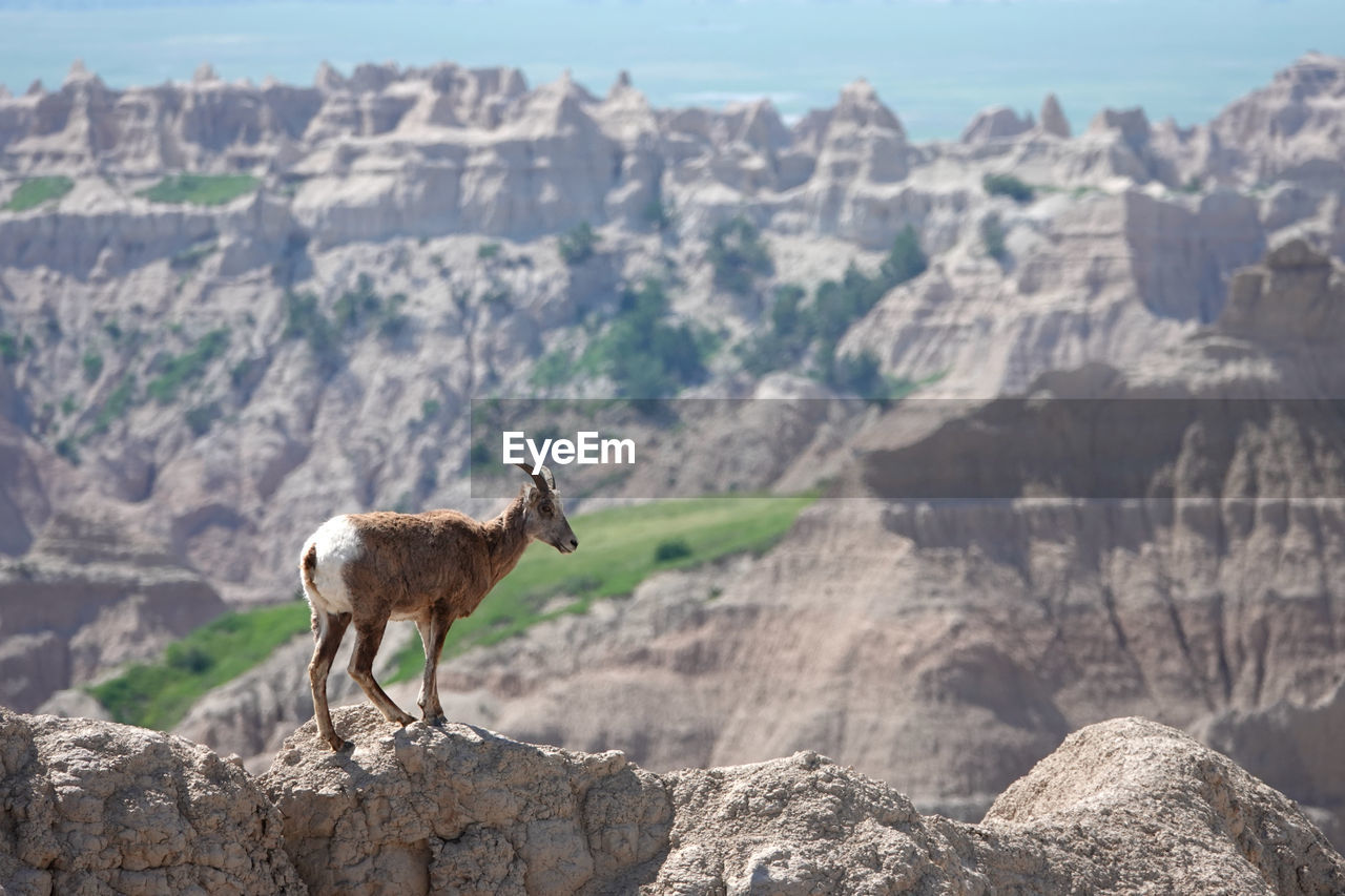 View of bighorn sheep on narrow ridge against badlands national park rock formations