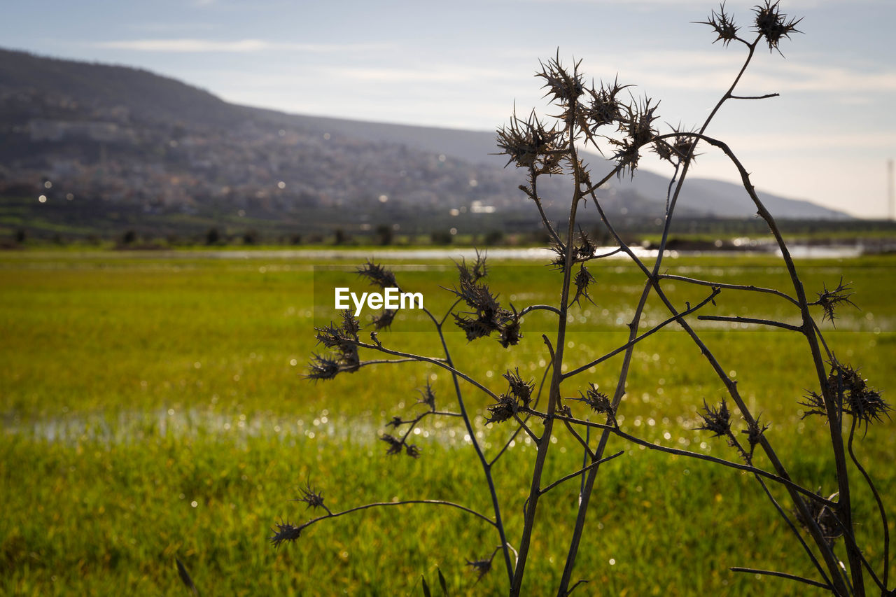 Plants on field against sky