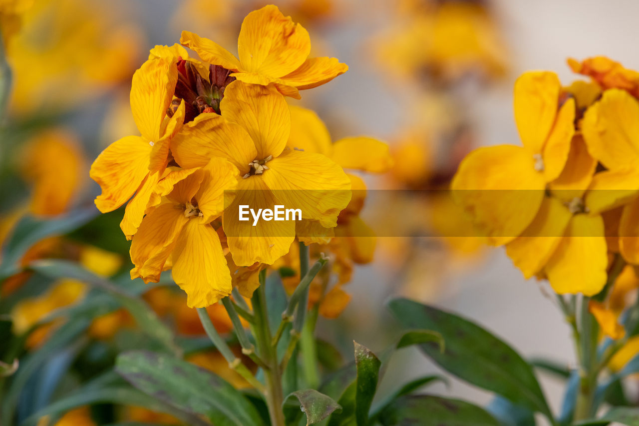 Close up of yellow wallflowers in bloom with a green background