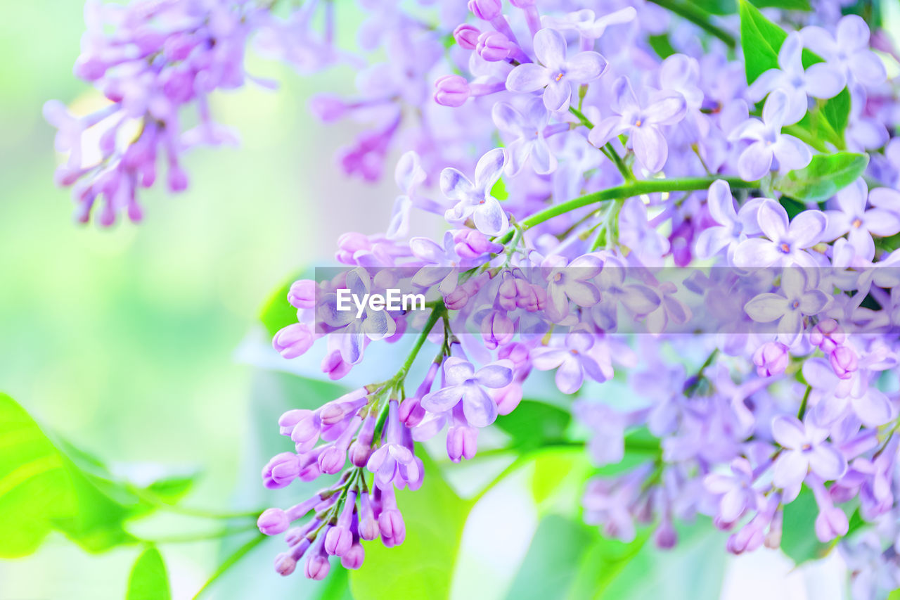 Flowering branch of lilac close-up. bright fragrant flowers. empty place for text, copy space.