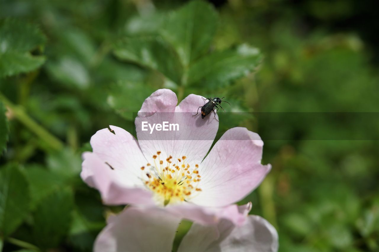 CLOSE-UP OF INSECT POLLINATING ON PINK FLOWER