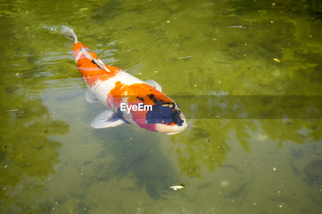 CLOSE-UP OF FISHES SWIMMING IN WATER