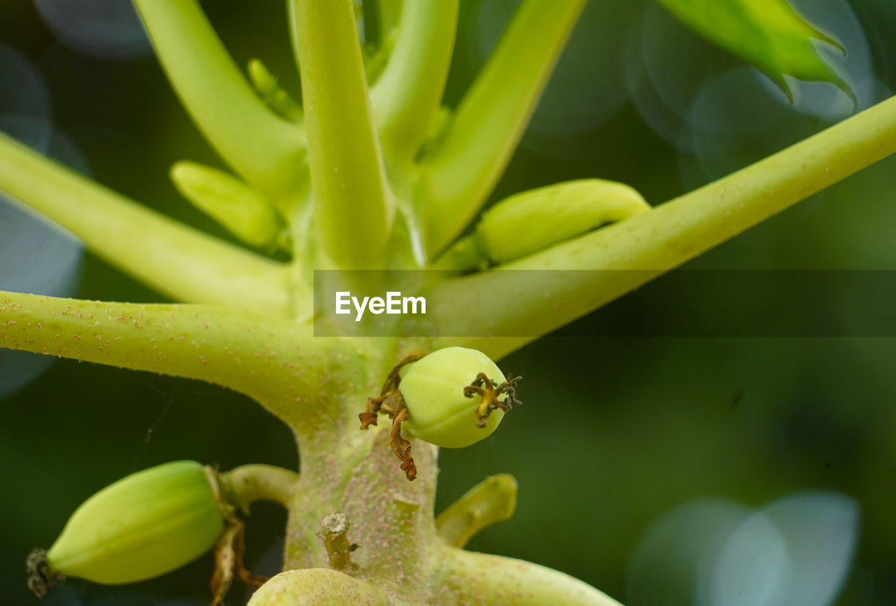 CLOSE-UP OF CATERPILLAR ON LEAF