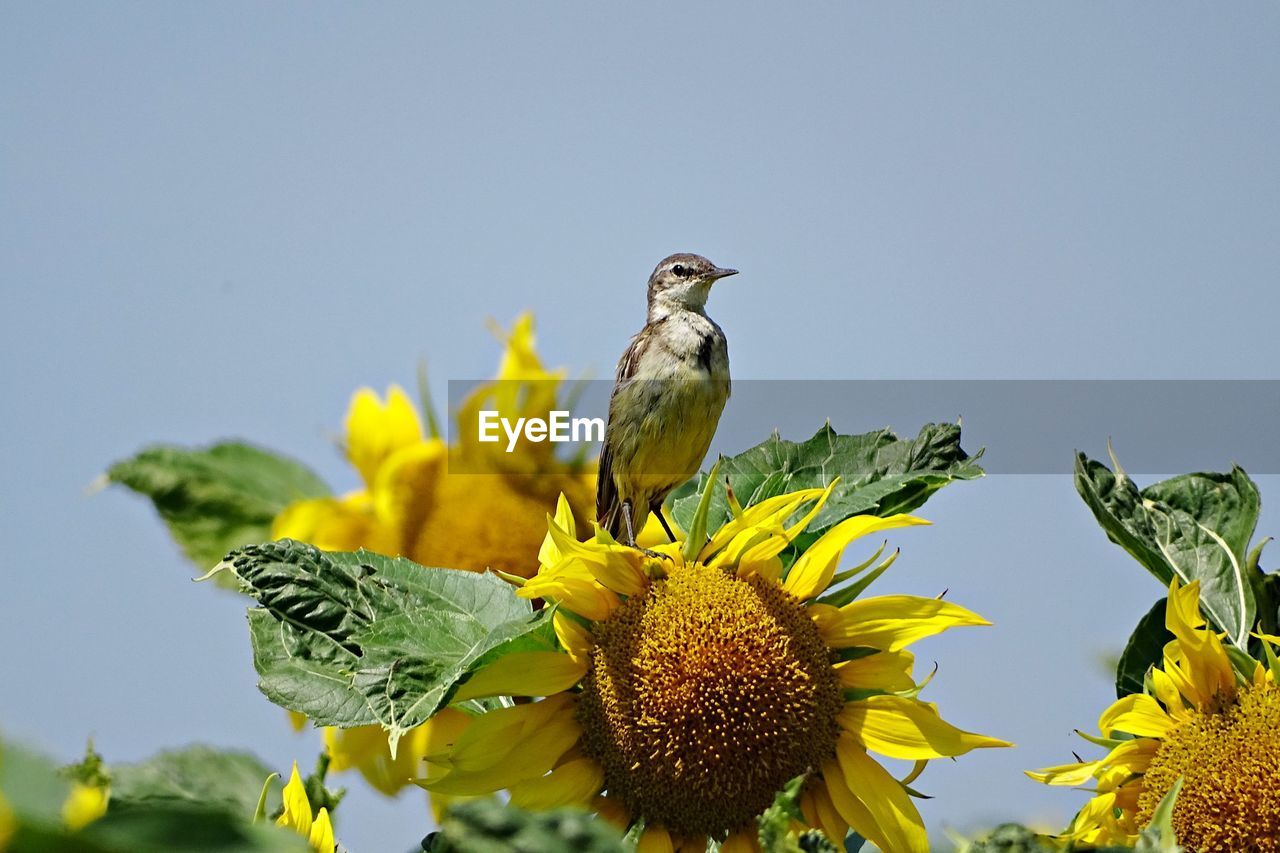 LOW ANGLE VIEW OF PARROT PERCHING ON SUNFLOWER AGAINST SKY