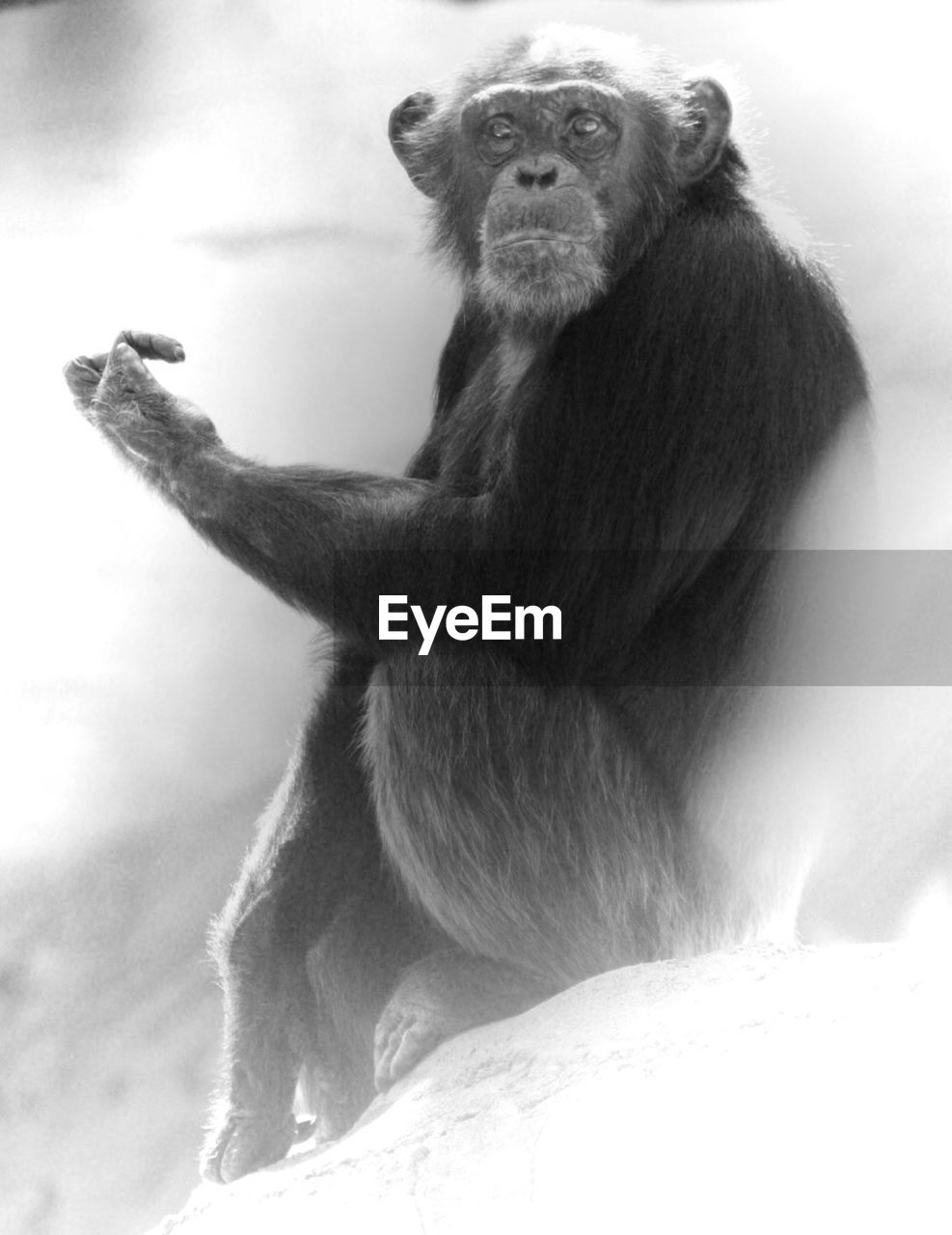 LOW ANGLE VIEW OF MONKEY SITTING ON ROCK OUTDOORS