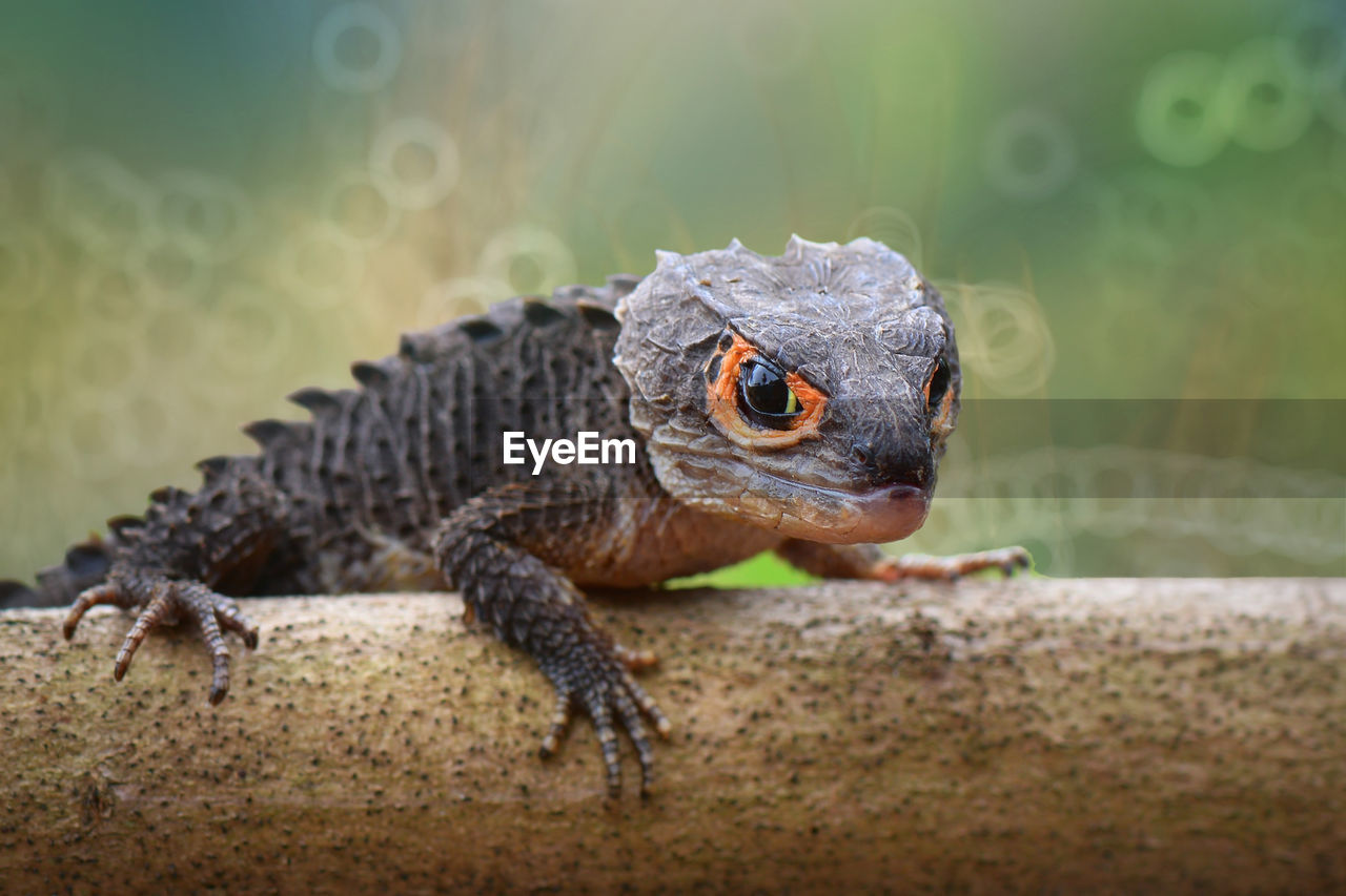 Close-up of red-eyed crocodile skink on wood