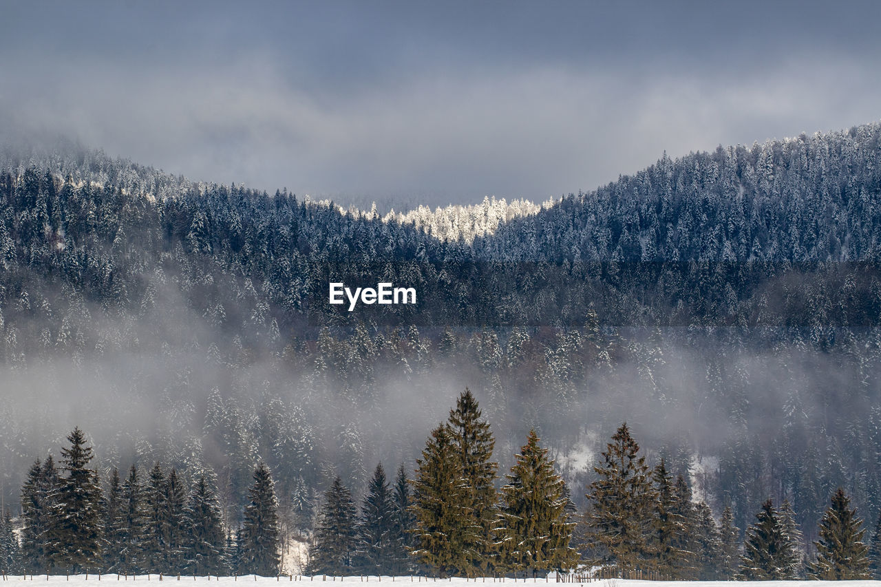 Scenic view of pine trees against sky during winter