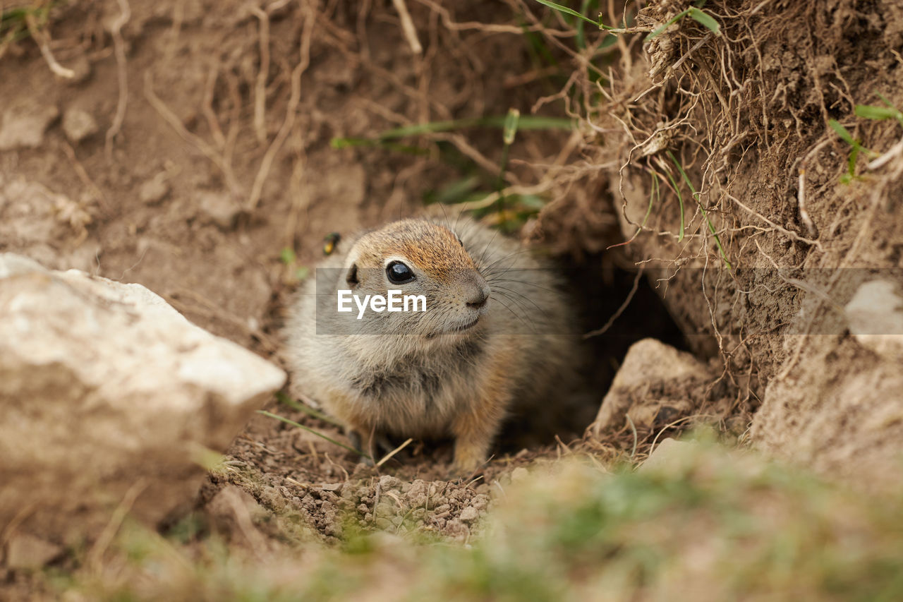 close-up of squirrel