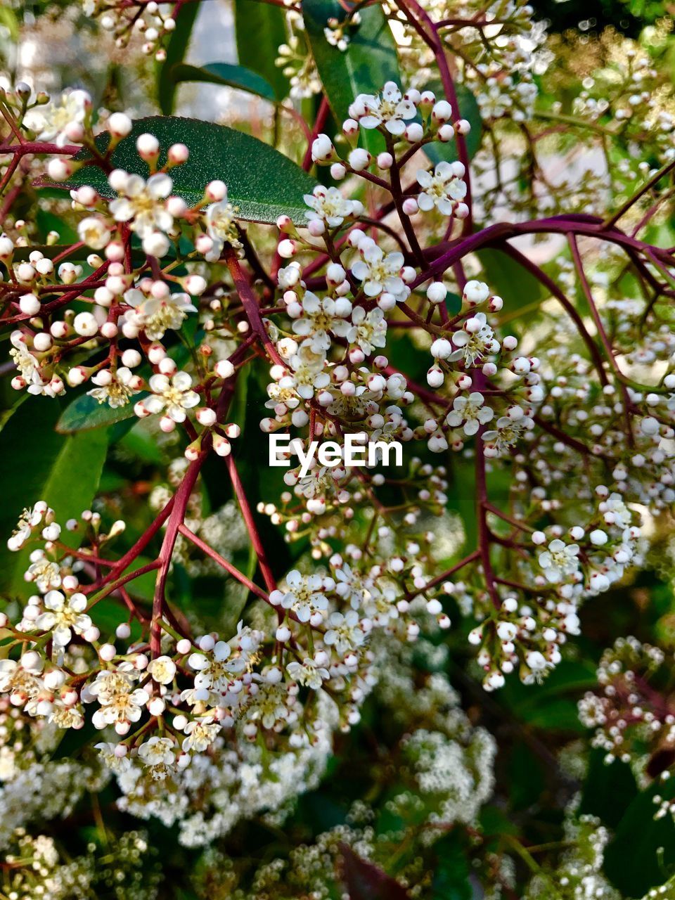 Low angle view of apple blossoms in spring