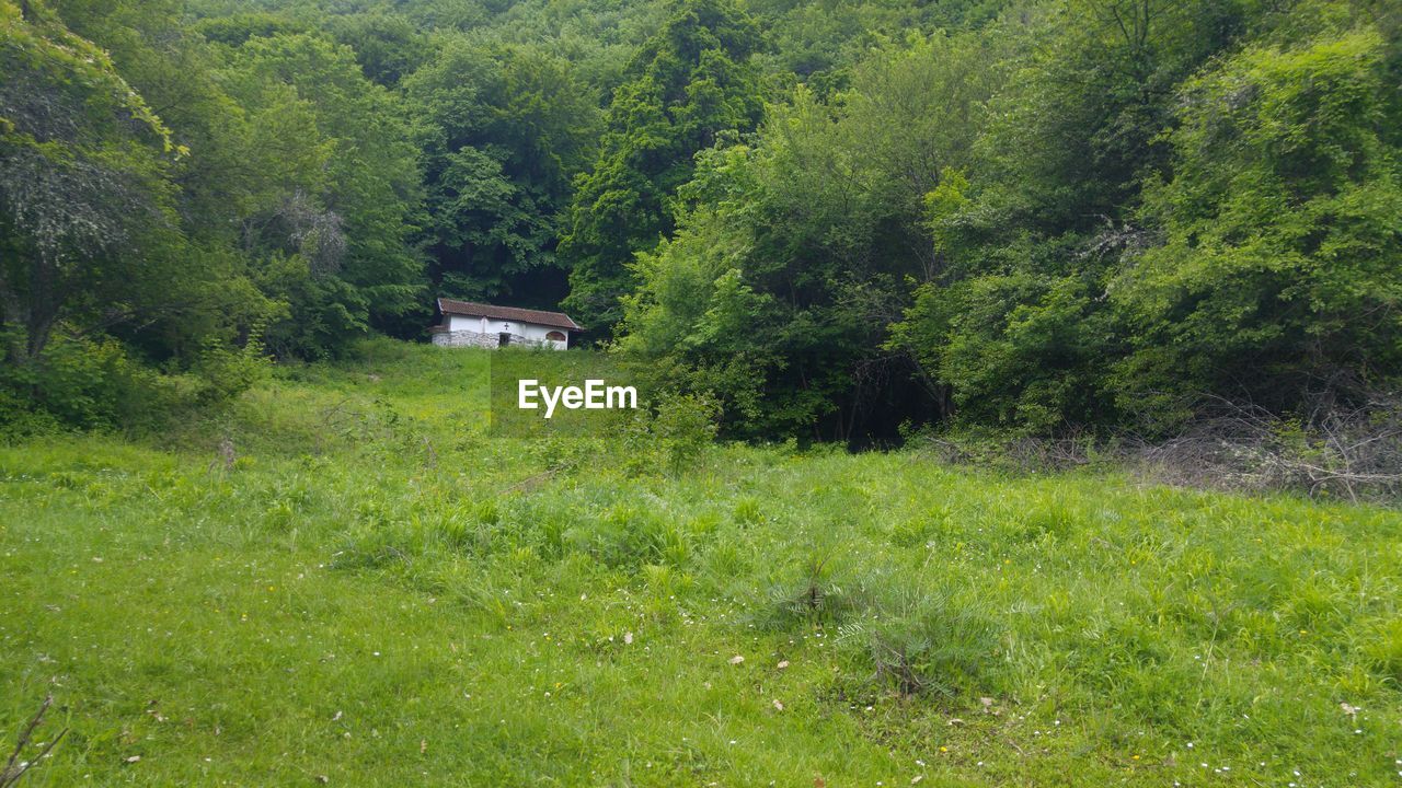 TREES AND PLANTS ON FIELD