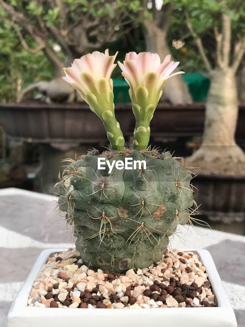 Blooming cactus flowers