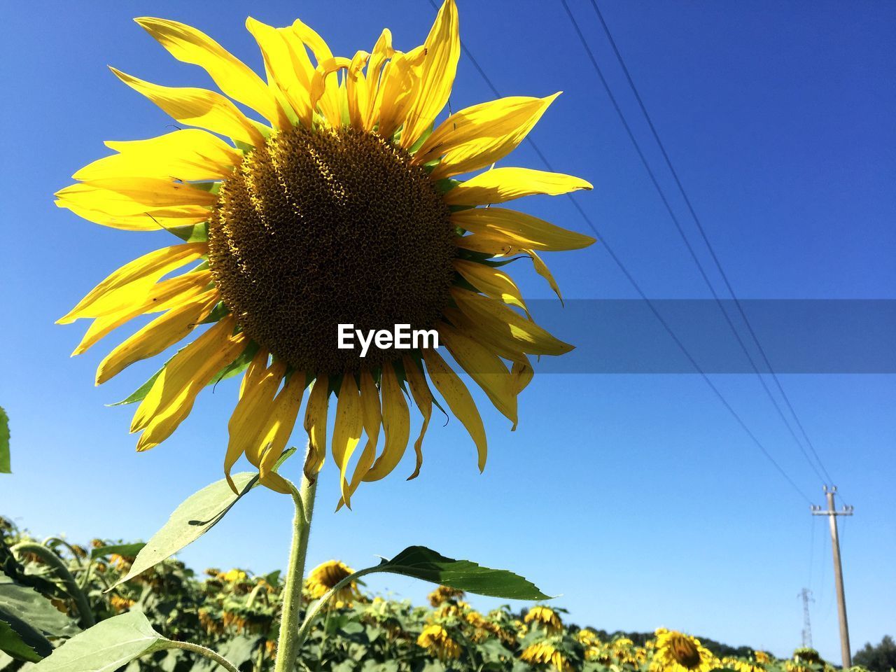 LOW ANGLE VIEW OF SUNFLOWER ON PLANT AGAINST SKY