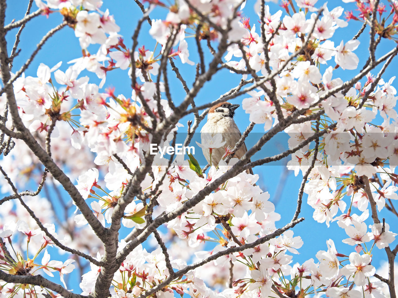 LOW ANGLE VIEW OF CHERRY BLOSSOM TREE AGAINST SKY