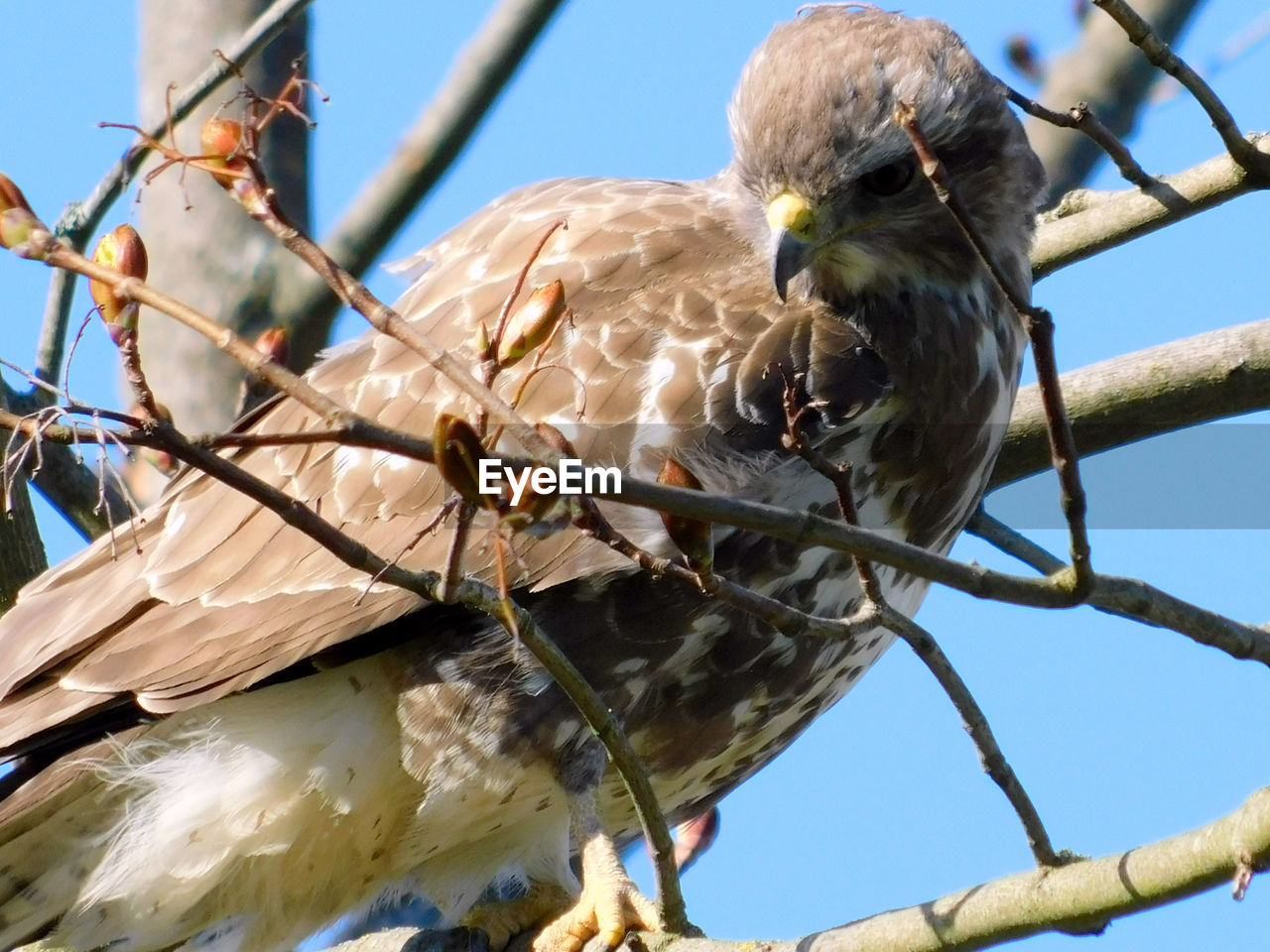 LOW ANGLE VIEW OF BIRD PERCHING ON TREE