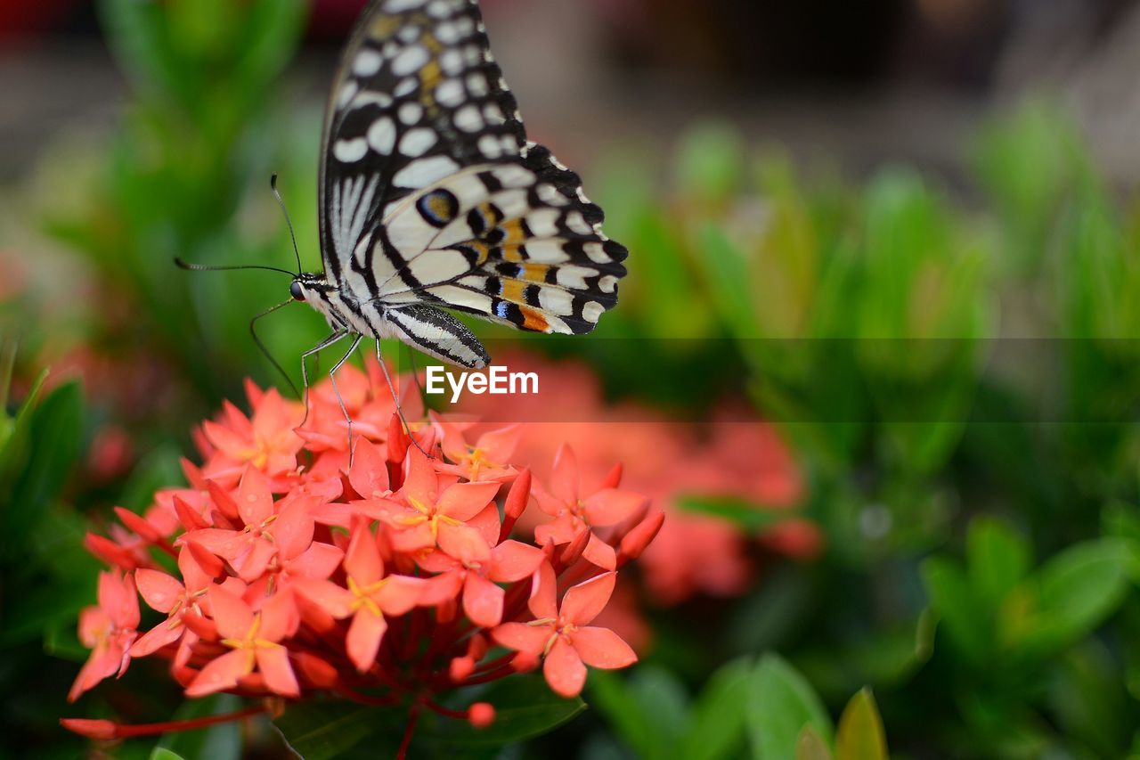 Close-up of butterfly on coral ixoras