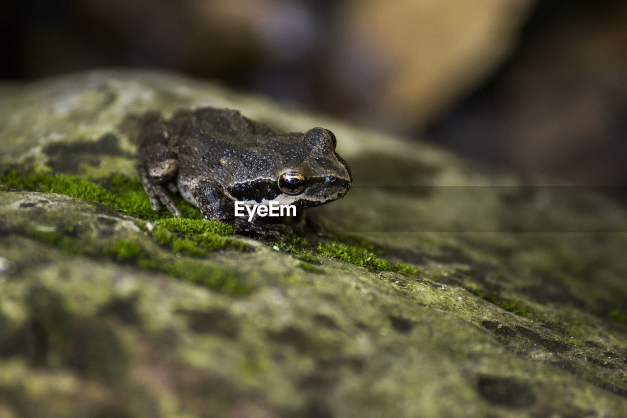 CLOSE-UP OF CROCODILE ON GREEN SURFACE