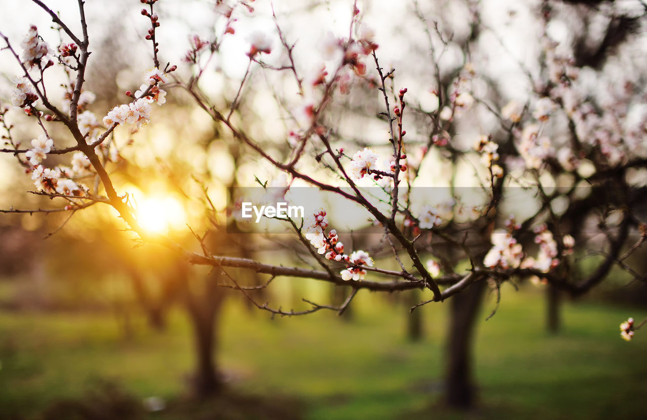 plant, tree, springtime, blossom, beauty in nature, nature, flower, branch, flowering plant, cherry blossom, spring, freshness, sky, fragility, sunlight, leaf, landscape, tranquility, growth, sunset, environment, no people, outdoors, sun, scenics - nature, agriculture, tranquil scene, rural scene, sunbeam, fruit, back lit, land, cherry tree, focus on foreground, food and drink, day, pink, selective focus, grass, idyllic, twig, food, autumn, fruit tree, field