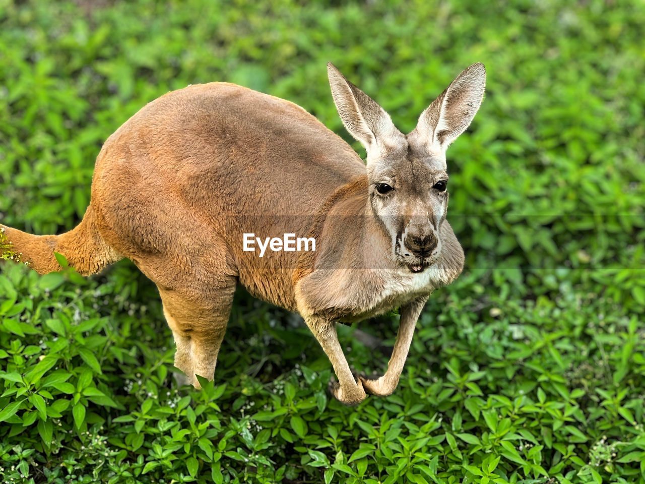 close-up of deer standing on field