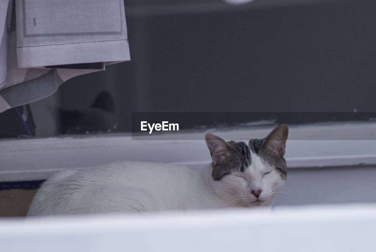 CLOSE-UP OF A CAT RESTING ON THE FLOOR