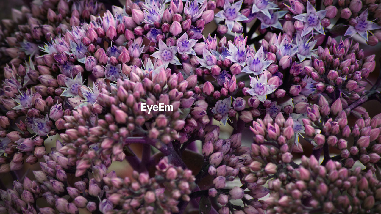 CLOSE-UP OF PURPLE FLOWERING PLANTS