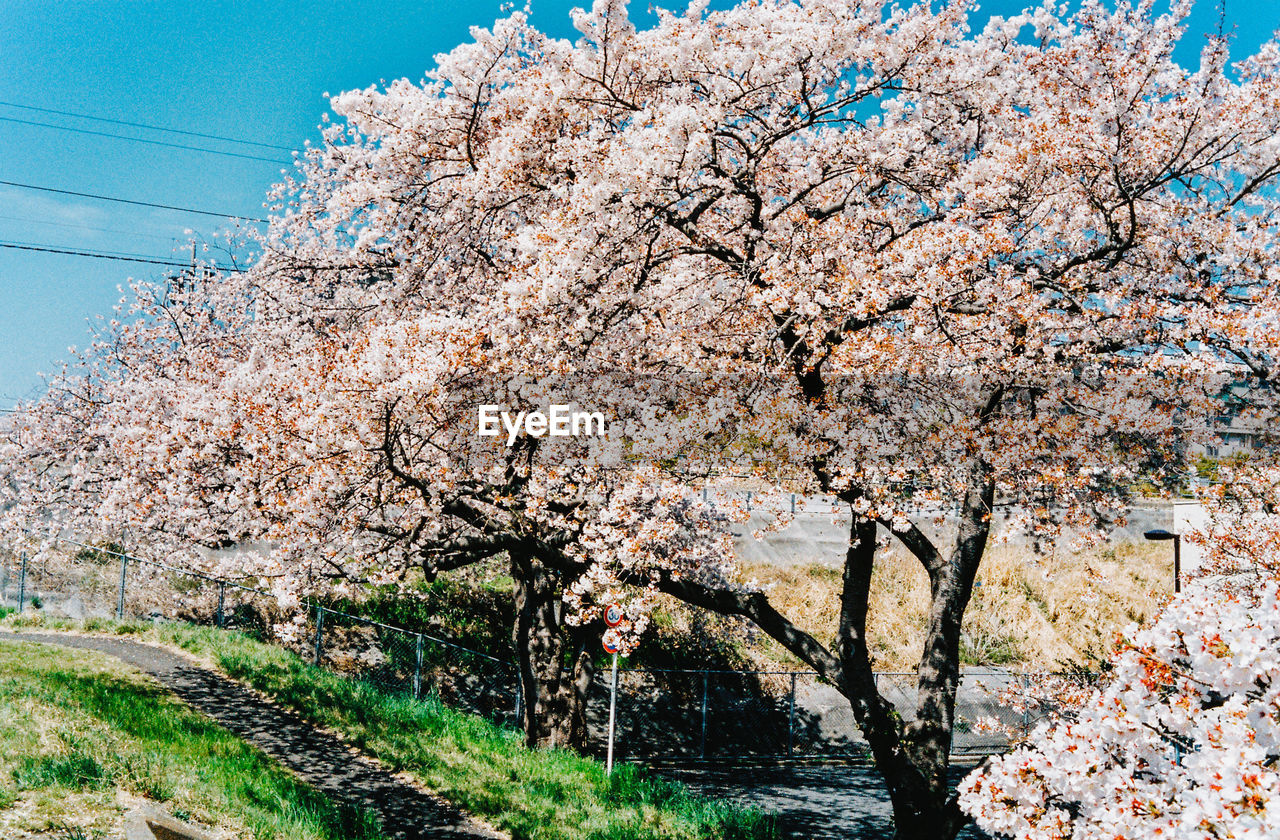 CLOSE-UP OF CHERRY BLOSSOM TREE