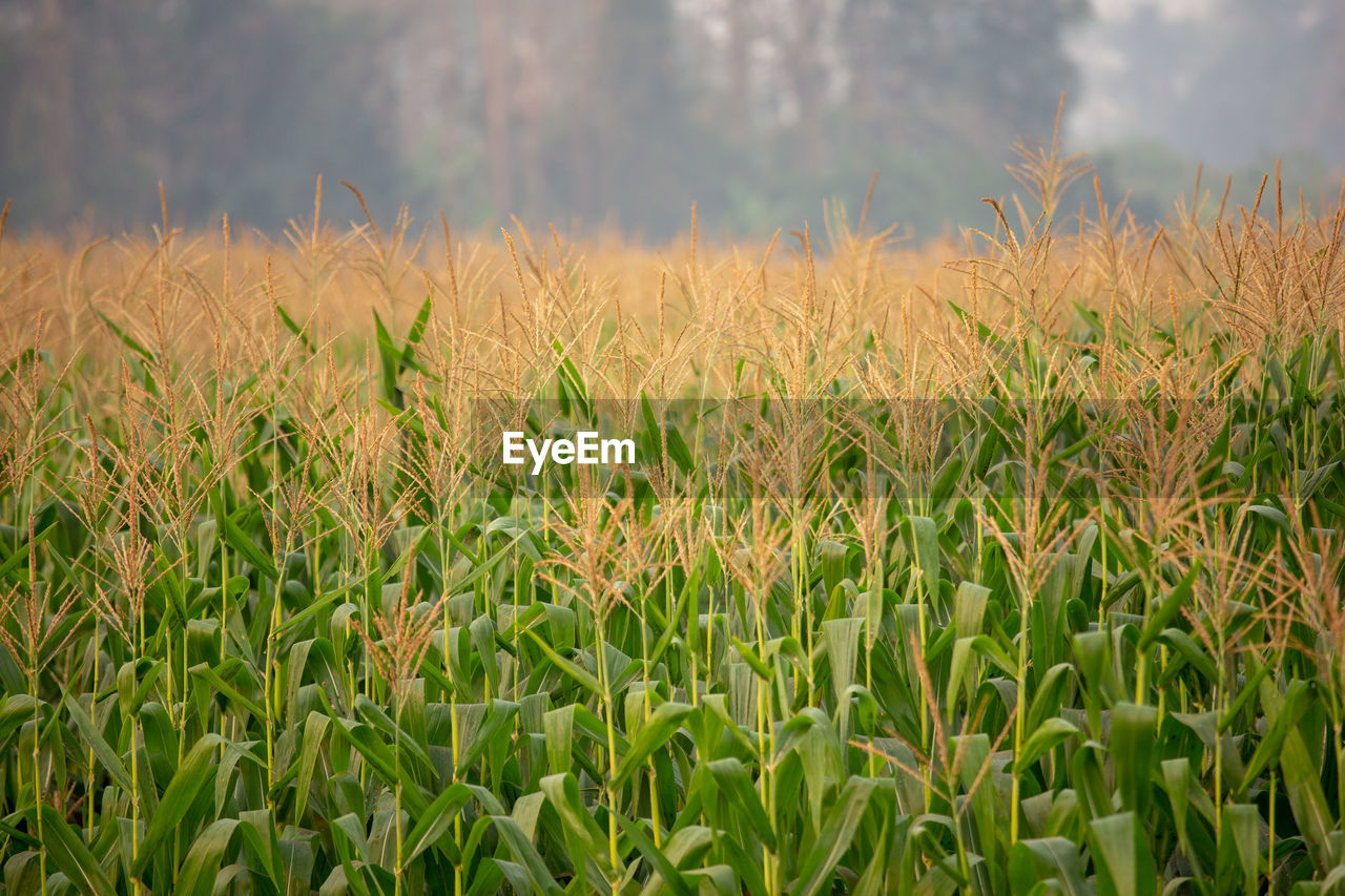 SCENIC VIEW OF FIELD