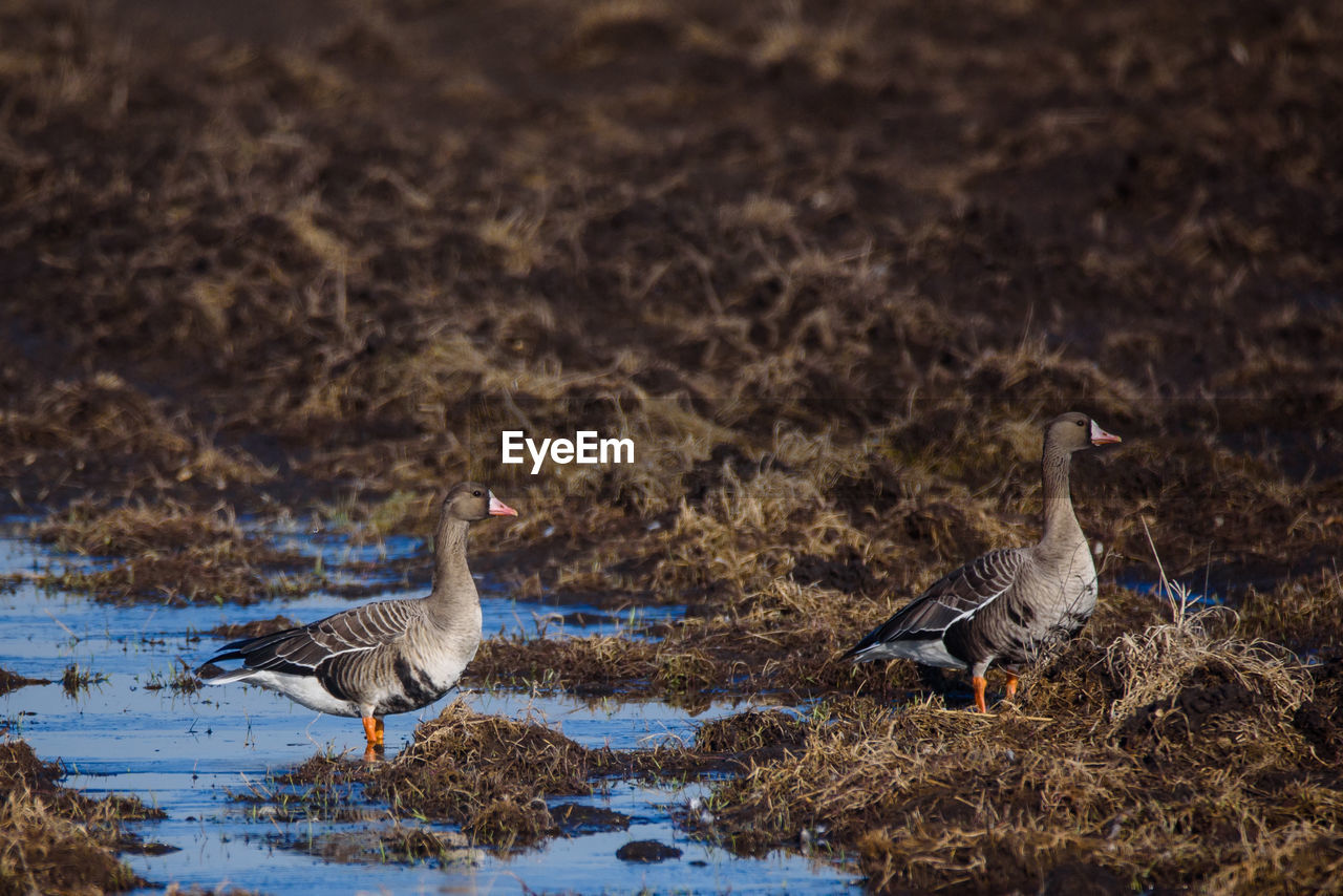 DUCKS ON A LAKE
