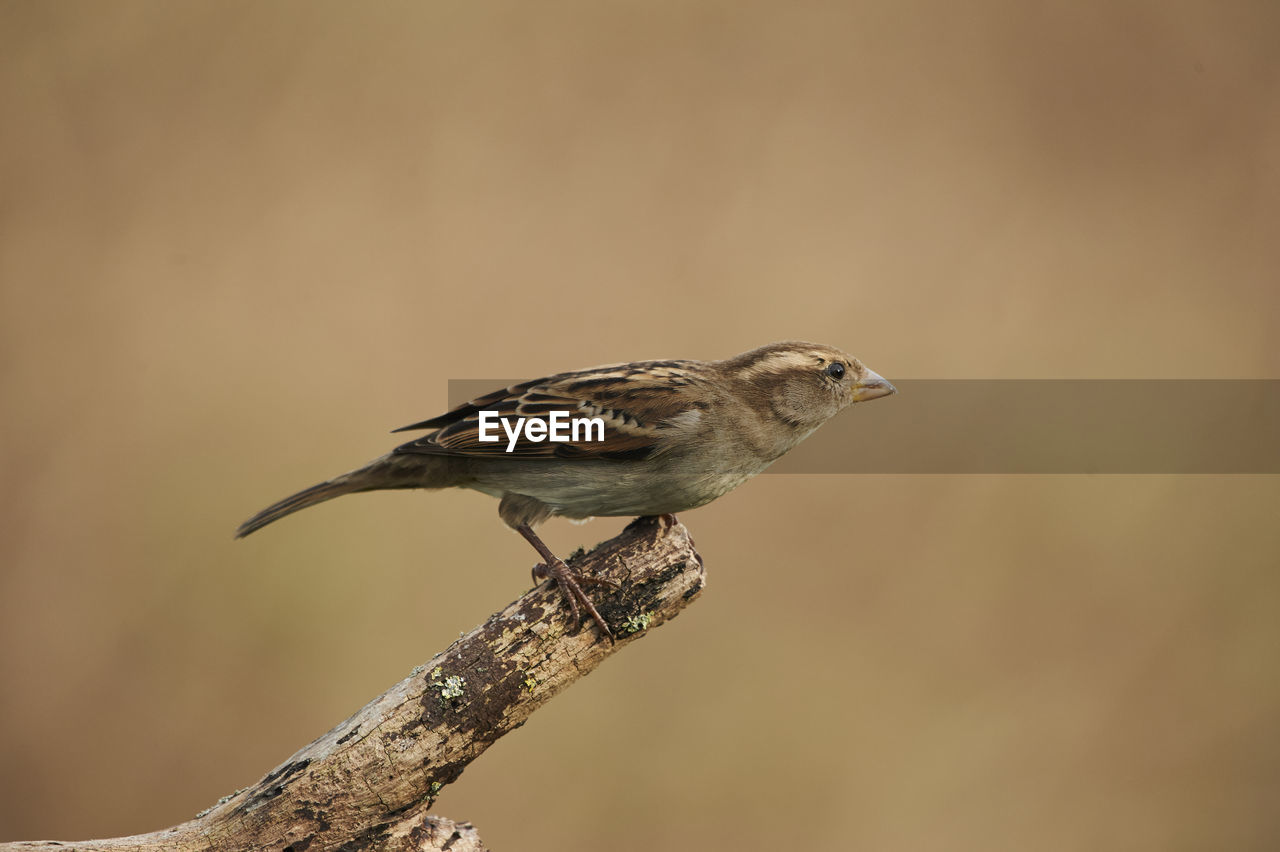 Close-up of bird perching on branch