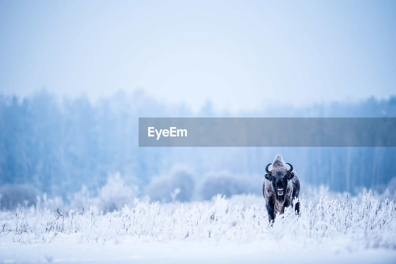 Isolated european bison in harsh winter times