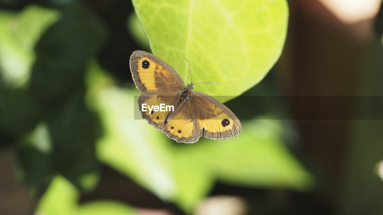 BUTTERFLY ON PLANT