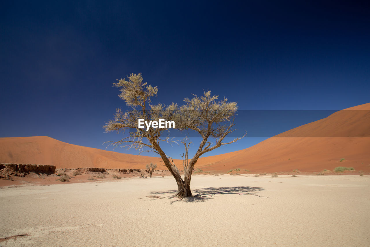 Tree on desert against clear sky