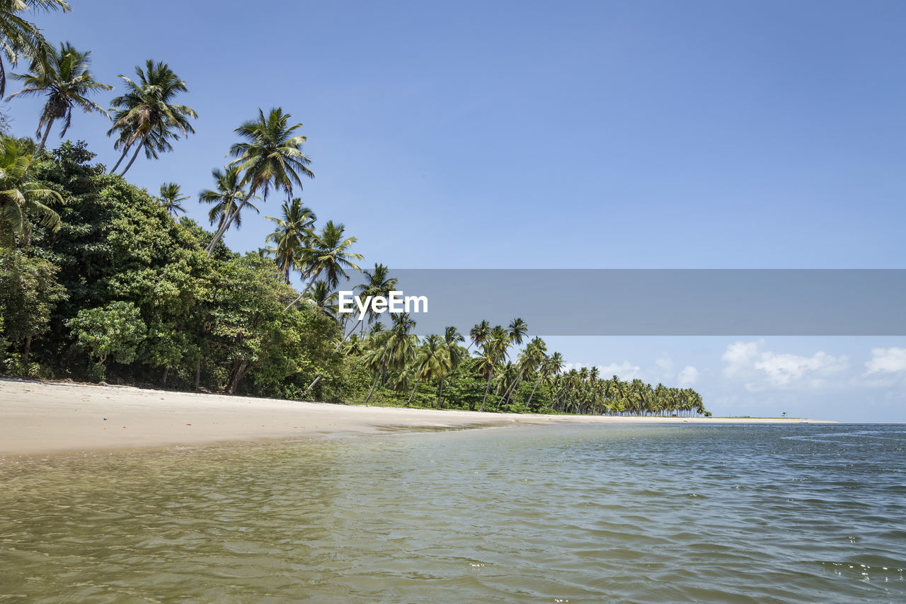 PALM TREES ON BEACH AGAINST SKY