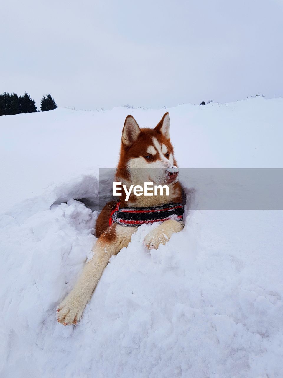 DOG ON SNOW FIELD DURING WINTER