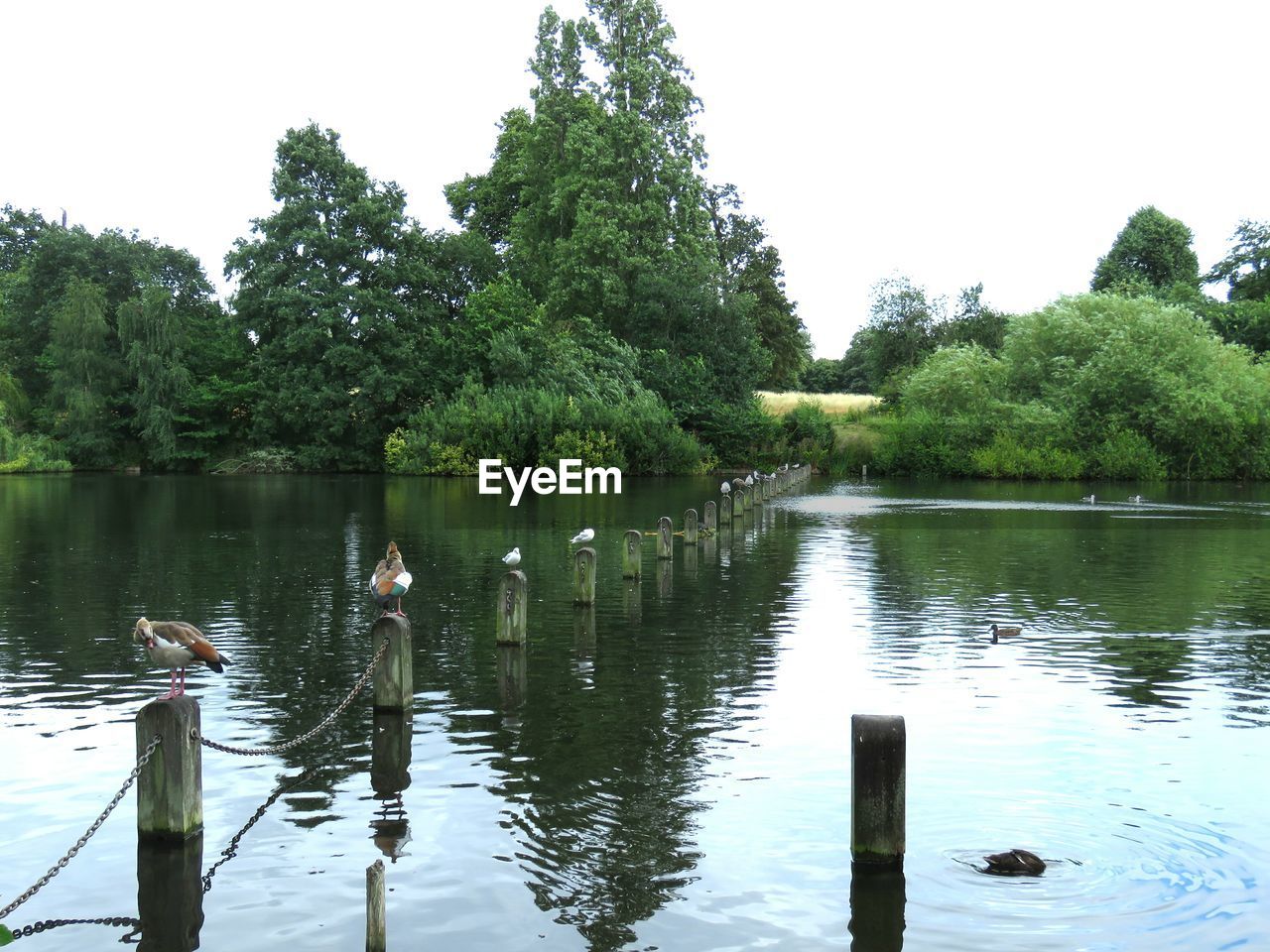 SWANS SWIMMING IN LAKE