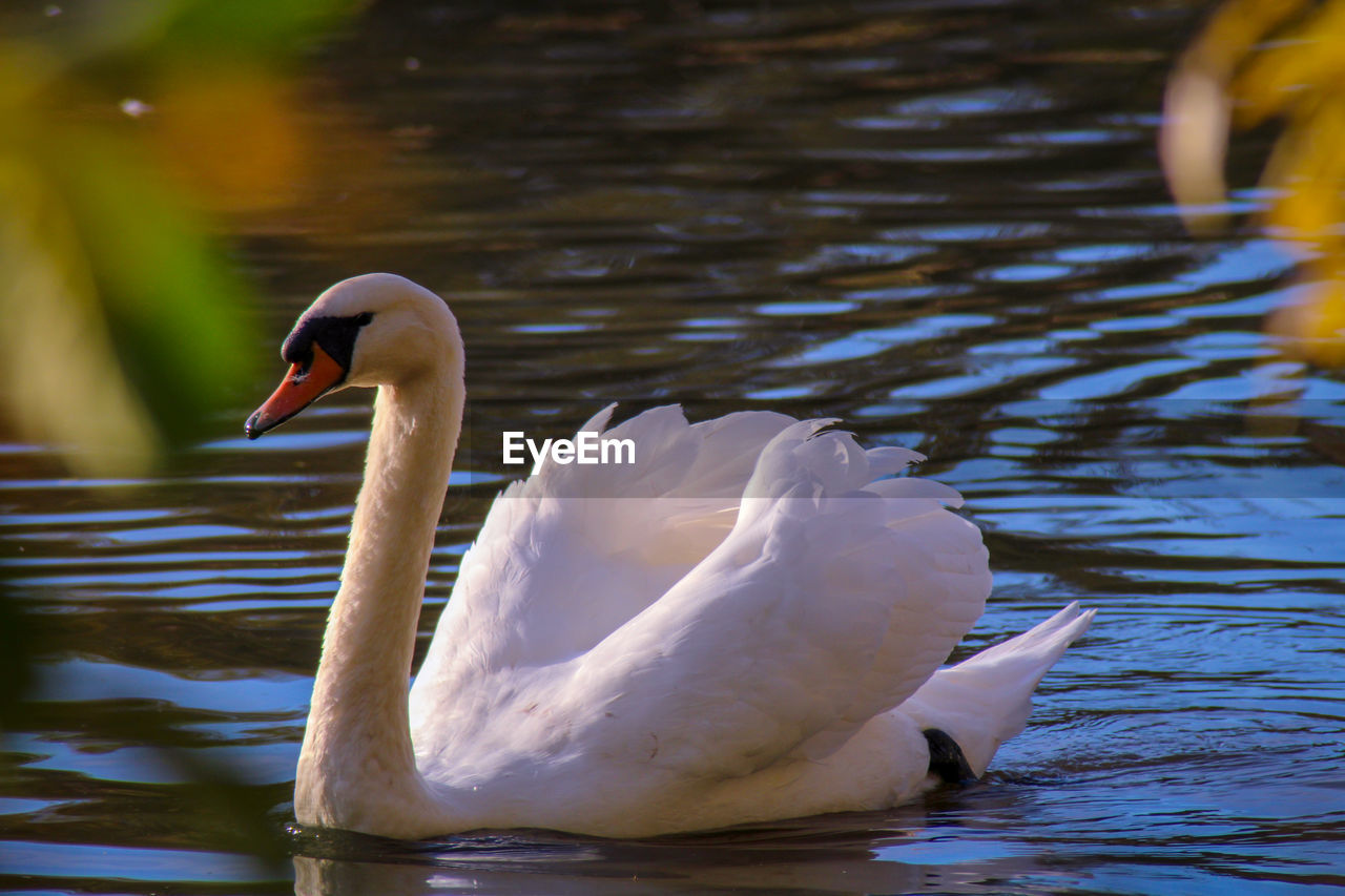 Swan floating on lake