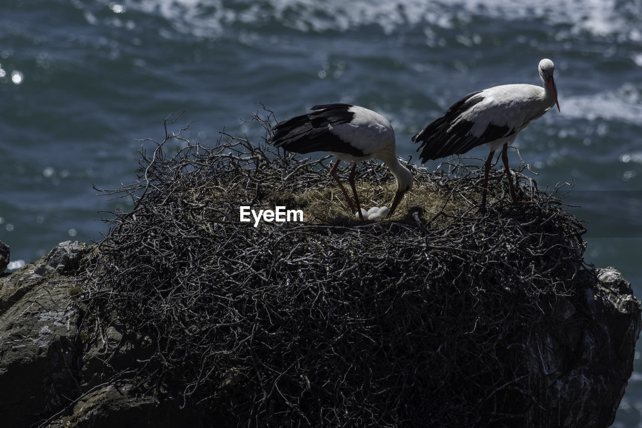 Storks in a nest