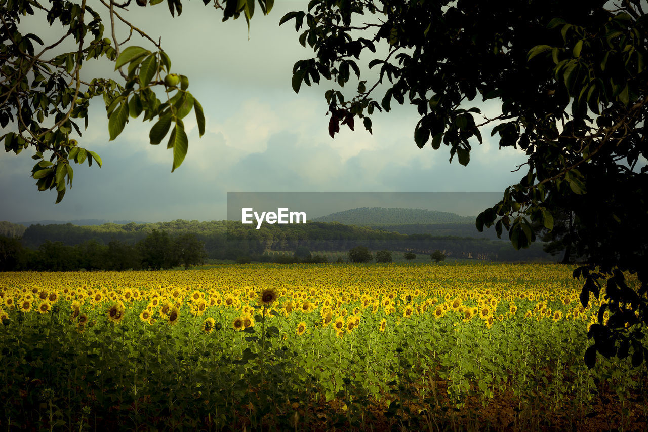 VIEW OF SUNFLOWER FIELD