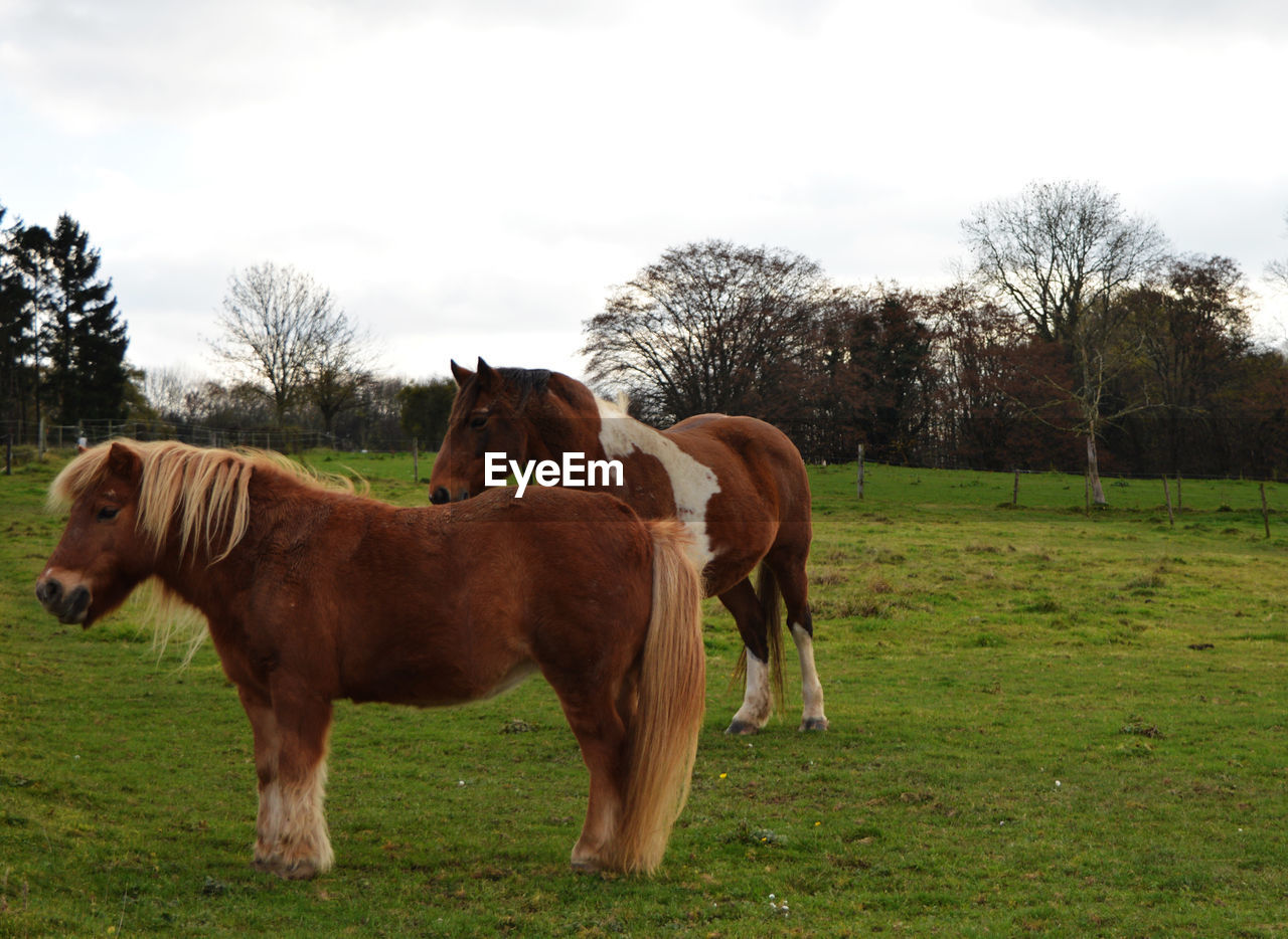 Horse standing on field against clear sky