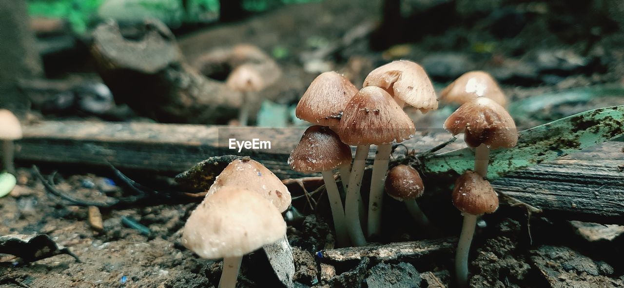 Close-up of mushrooms growing on field