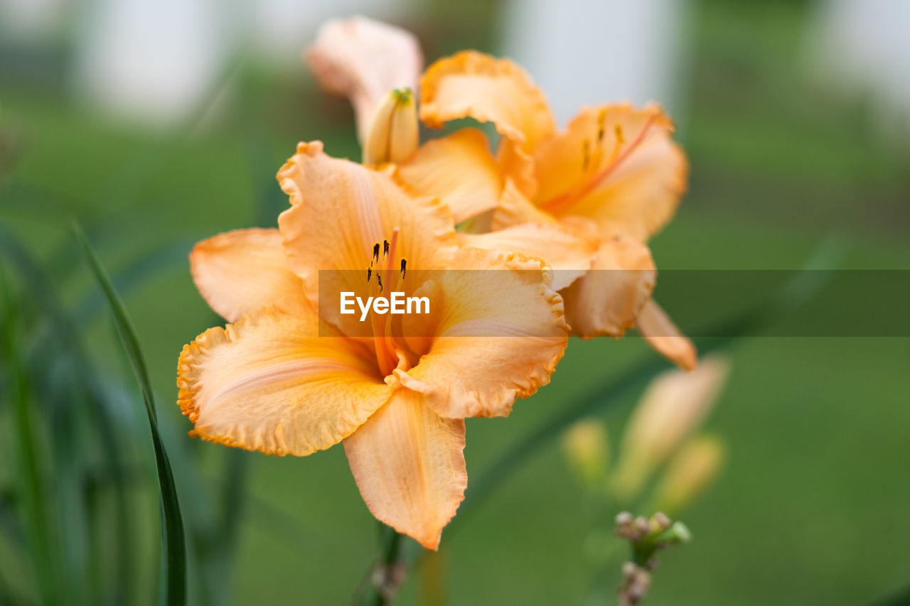 Close-up of orange lily blooming outdoors