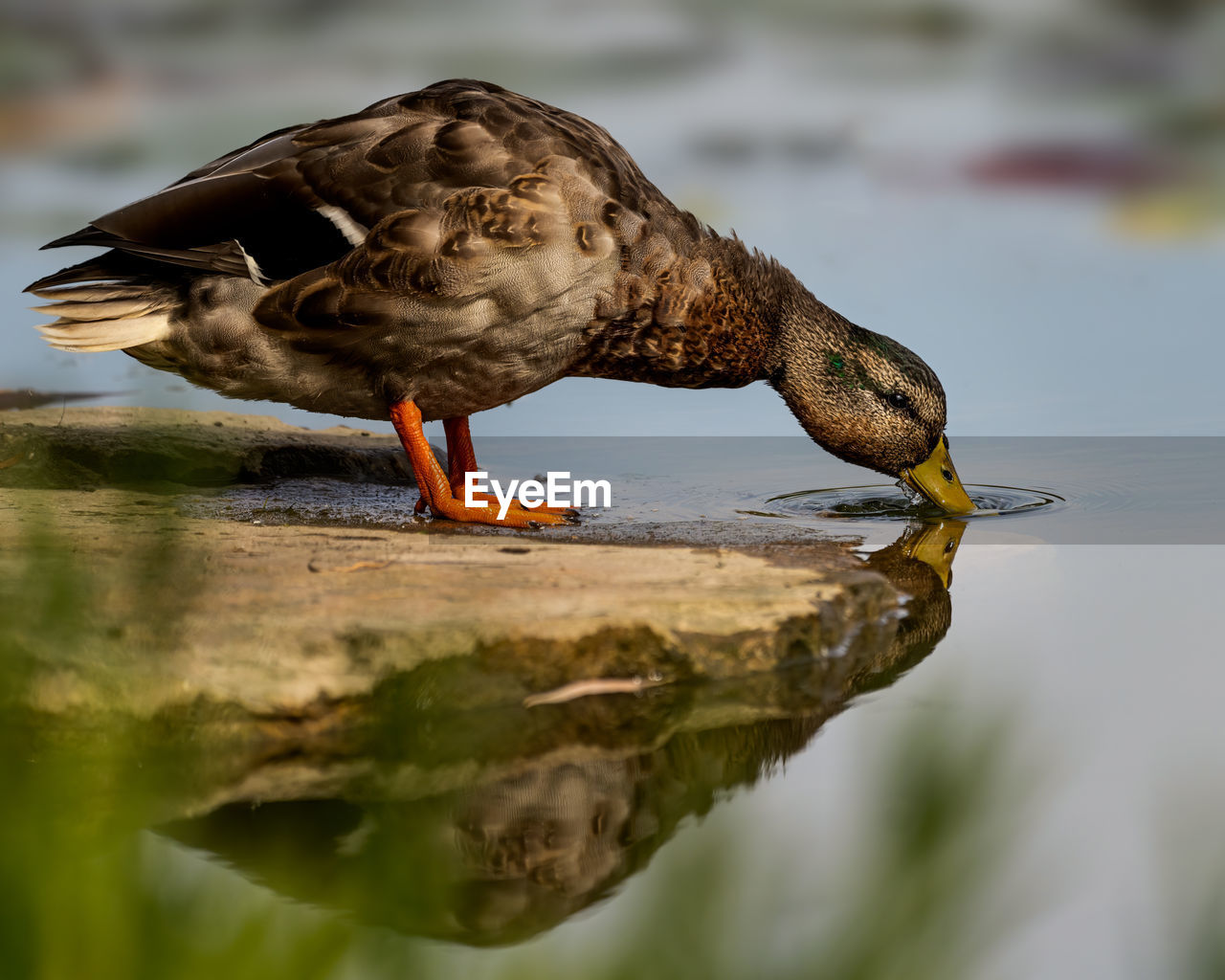 CLOSE-UP SIDE VIEW OF A BIRD IN LAKE