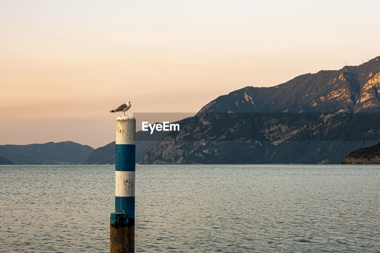 Seagull on wooden post in lake against sky