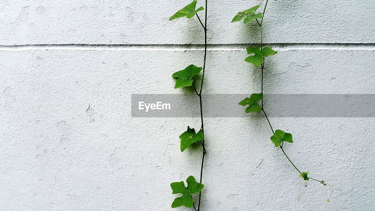 CLOSE-UP OF CREEPER PLANT ON WALL