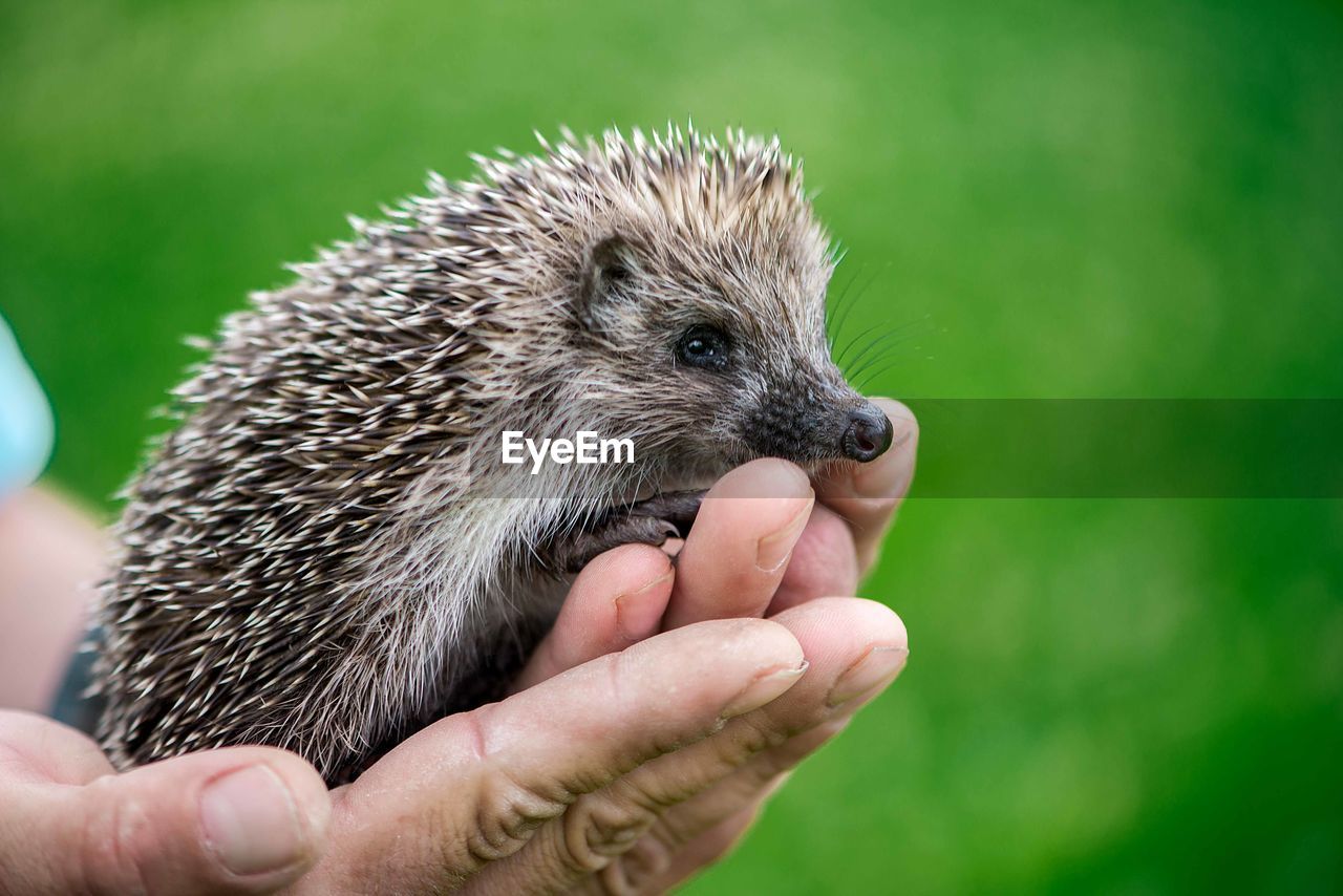 Hedgehog, wild, native, european hedgehog. 