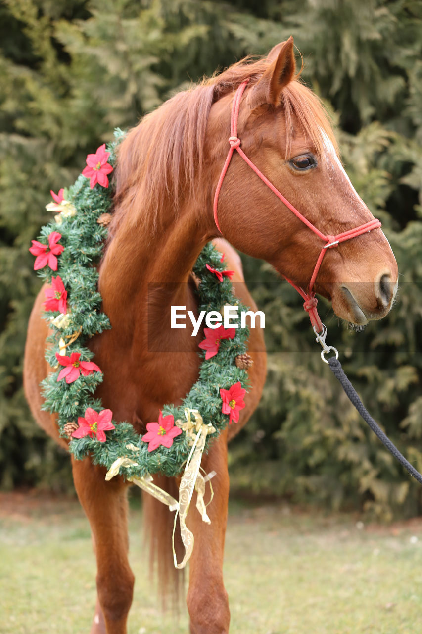 close-up of horse on field