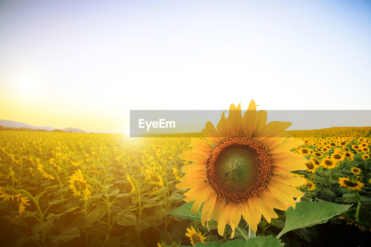 Scenic view of sunflower field against sky