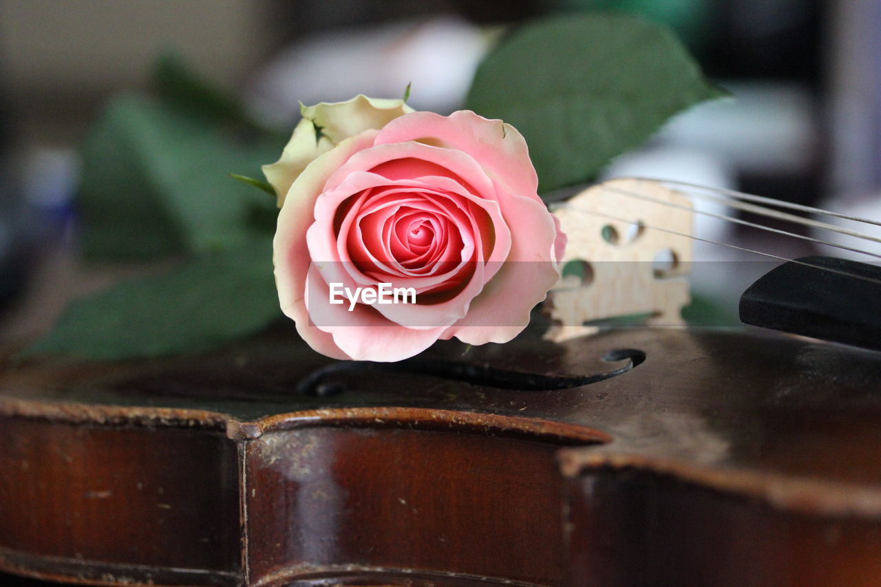Close-up of rose on violin