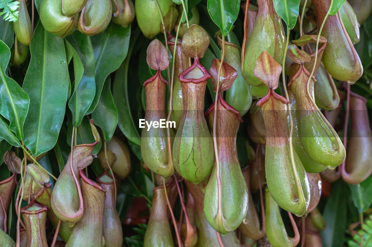 CLOSE-UP OF VEGETABLES FOR SALE AT MARKET